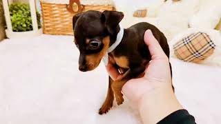 ミニチュアピンシャーの動画01