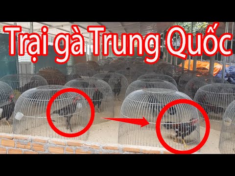, title : 'Thăm trại gà Trung Quốc ở Việt Nam và học cách làm giàu của họ | Nguyễn Viết Hòa'