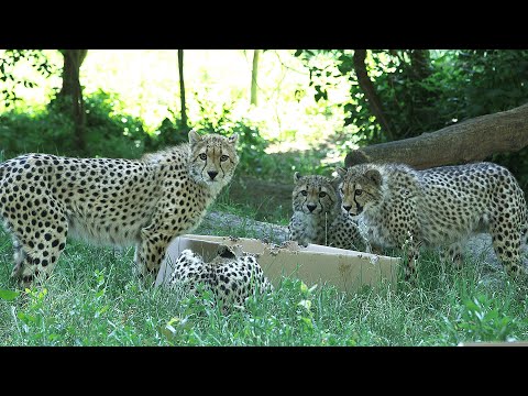 Geparde und Schachteln I Tiergarten Schönbrunn