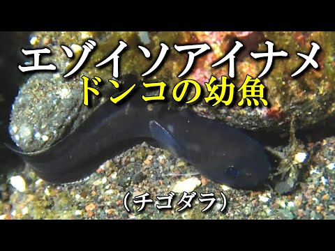 チゴダラ（エゾイソアイナメ）幼魚