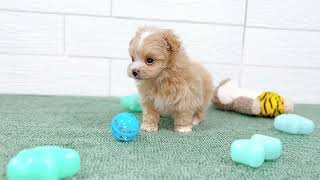 ハーフ犬の動画01