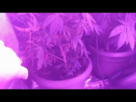 2nd Grow - Cali Kush Haze