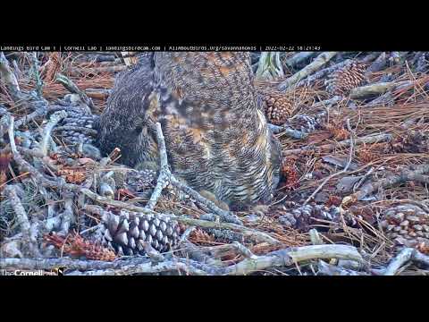 2/22/2022 Close ups of Mama GHO & Owlet Savannah, GA