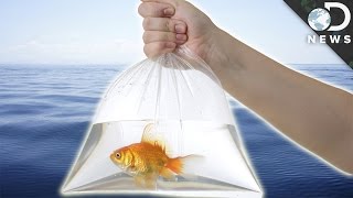 7 Pets You Should Never Release In The Wild