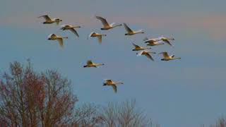 preview picture of video 'Lake Mattamuskeet Snow Geese and Tundra Swans'