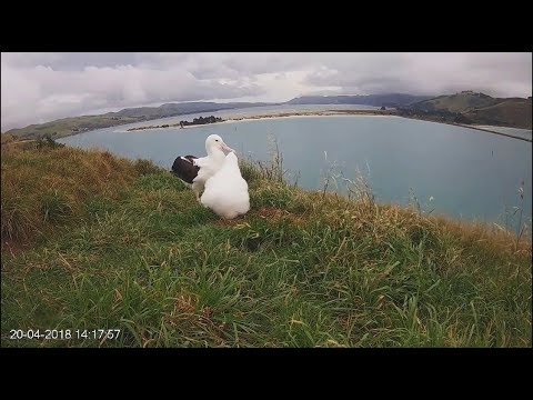northern royal albatross~Lunch for the little one~2018/04/20