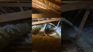 Rodent Exclusion, Rat Droppings Cleaning & Attic Insulation Service for San Dimas, CA & Surrounding