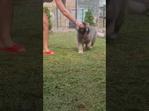 Kavkaski ovčar video thumbnail