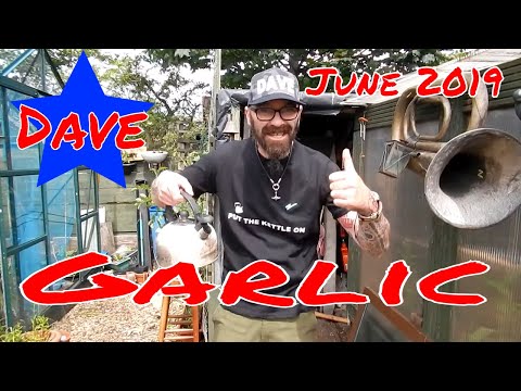 , title : 'Dave's Allotment. Garlic Harvest 2019'