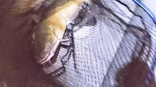 Master Angler Channel Cat ( Grand River)