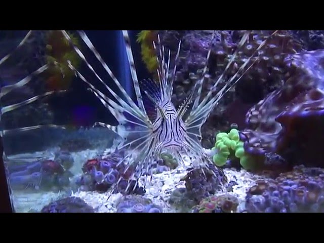 My First Lion Fish, My first 200 liters Reef Tank