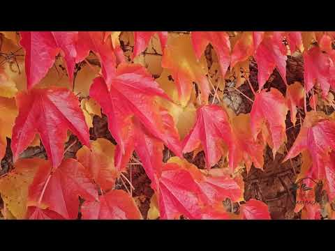 Parthenocissus tricuspidata loubinec trojlaločný