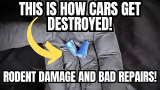 This is How Cars Get Destroyed! Bad Repairs and Rodent Damage