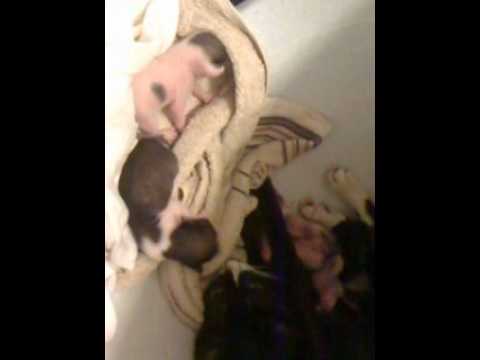 video_2012-04-01_mostafa cat and her kids after 1 week