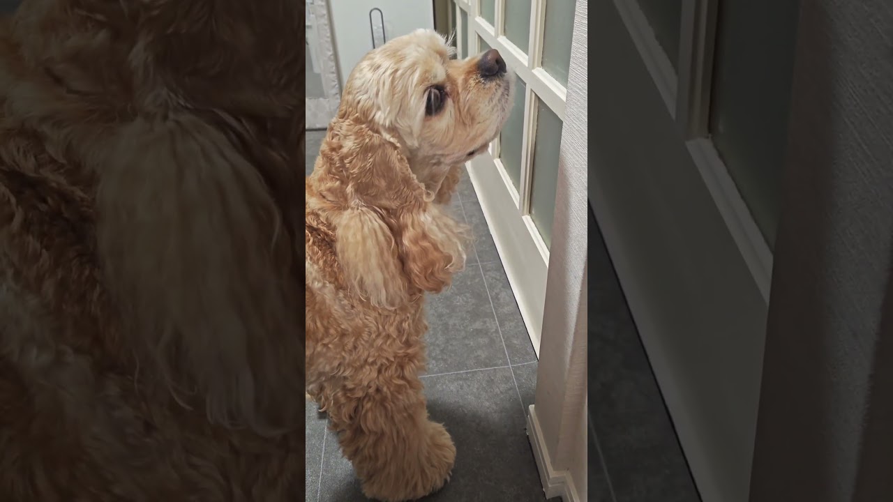 ここ開けてよの催促が可愛い（コッカースパニエル）