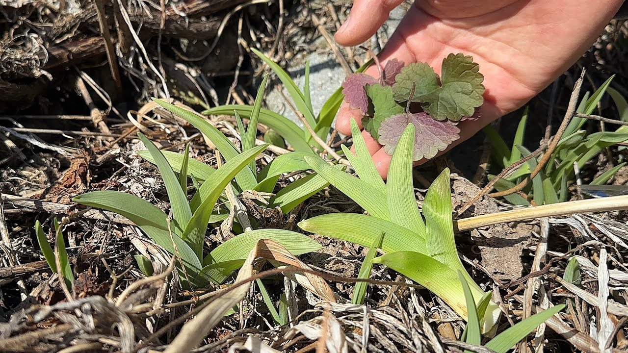 山菜採り　ヤブカンゾウの芽吹き　カキドオシやノビルも使い春を味わう