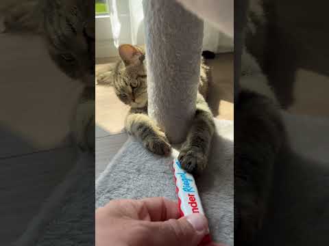 Ich kann dir das nicht geben das ist giftig für dich! #gift #abonnieren #kitten #pets #katze #tiere