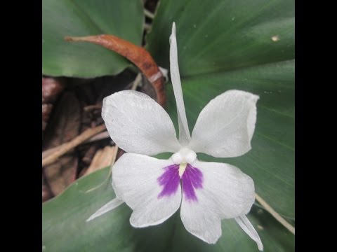 download lagu mp3 mp4 Kaempferia, download lagu Kaempferia gratis, unduh video klip Kaempferia