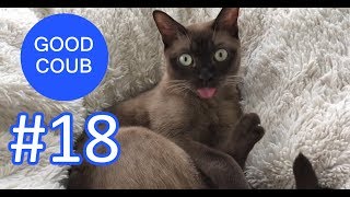 Ура лето! Крутые приколы! GOOD COUB июнь 2018/ Тест на психику / Жесть / Лучшие коуб / Смешные видео