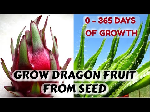 , title : 'Easiest Way to Sprout Dragon Fruit Seeds | 0 - 365 Days of Growth