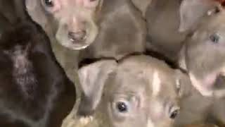 Blue Lacy Puppies Videos