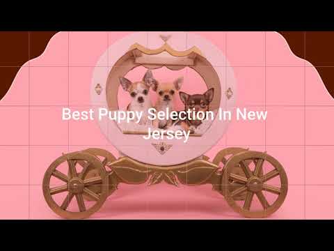 Furrylicious Nj