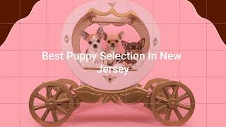 At Furrylicious, Pets Are Our Passion❣️
