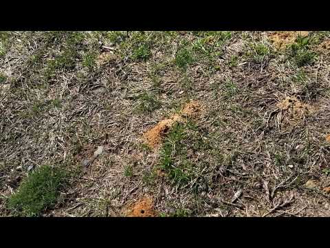 Digger Bees Have Arrived in Colts Neck, NJ