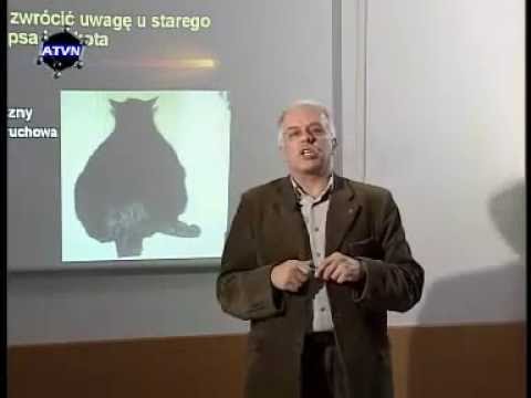 ZWIERZĘTA. Opieka nad zwierzęciem geriatrycznym cz.2 (2)