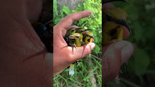 Download lagu Suara pikat sogon ampuh untuk burung sogon yang susah turun mp3 Download lagu Suara pikat sogon ampuh untuk burung sogon yang susah turun mp3