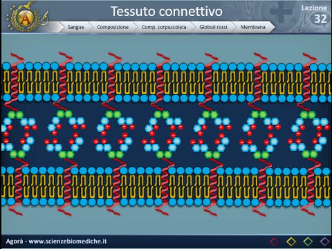 Istologia 32 - Globuli rossi