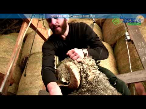 Voir la vidéo : Ring Ovins et Caprins du 02 mars 2017, partie 4