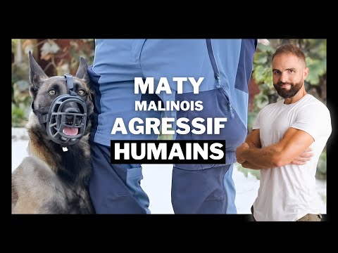 Malinois réactif humains : Chien incompris EP 3