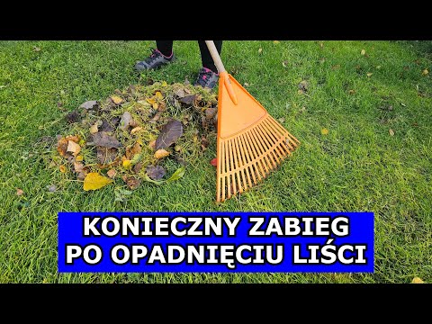 KONIECZNIE TO ZRÓB po Opadnięciu Liści. Czy TRZEBA Grabić Liście Jesienią. Rabaty i Trawnik a Liście