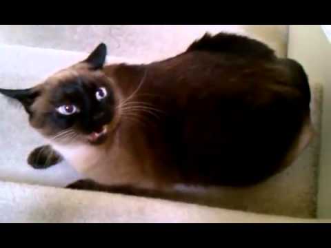 Affectionate Siamese Cat