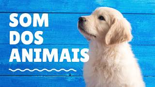Conheça o som dos animais | Nome dos animais