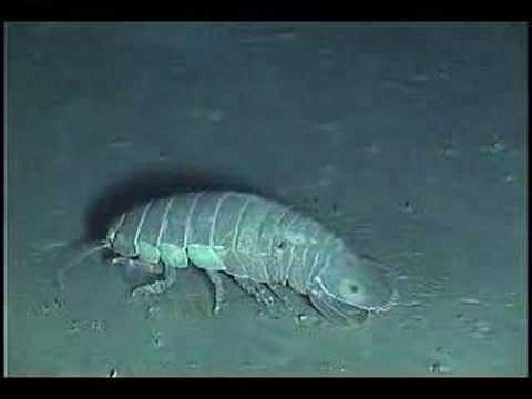 Deep Sea Isopods