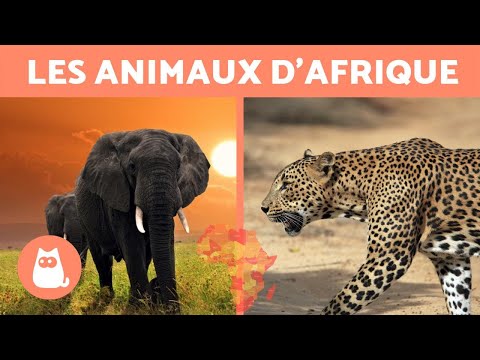Les animaux d'Afrique - 10 ANIMAUX SAUVAGES de la savane africaine
