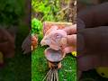 Chicken Head Masala Recipe Shortsvideo Youtubeshorts Minicocinar