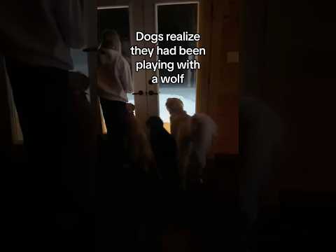 Dogs Realize They Were Playing With a WOLF in Backyard! 😱#scary #Dog #Wolves