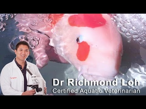 YouTube video about: How to revive a dying koi fish?