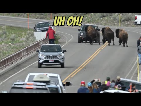 Bison Close Call in Yellowstone