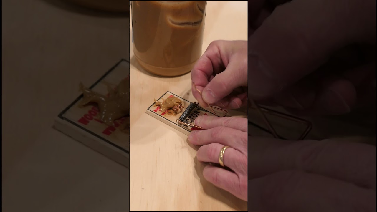 Mouse Trap Basics In One Minute