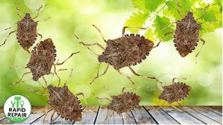 How I Got Rid Of My Stink Bugs - So Easy