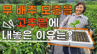 무 배추 모종 단단하게 키우는방법 햇볕을 꼭 쏘여야한다? - Growing radish cabbage see…