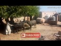 Super Murrah Buffalo Meeting At Village First Time Try