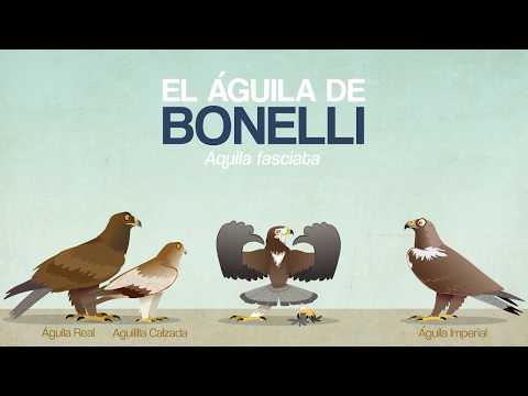 El águila de Bonelli