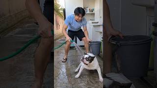 SE NÃO COLOCAR ORDEM ELE SE TORNA AGRESSIVO