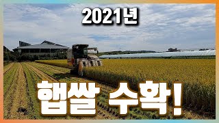 2021년 햅쌀 첫 수확, 콤바인 벼 베기
