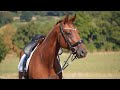 Hongre - Hanovrien - 8 ans - Dressage - France